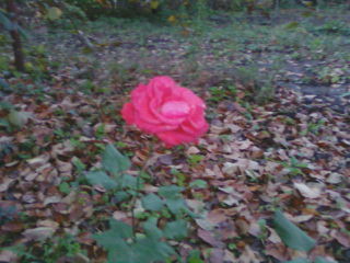 Сергей Карманов