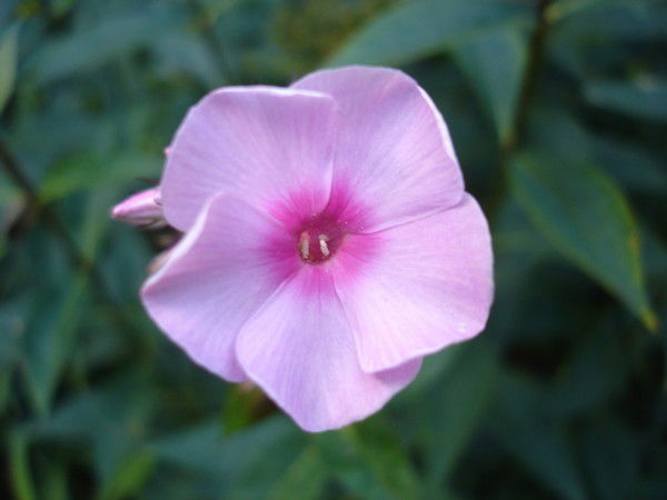 Галина Берлёва