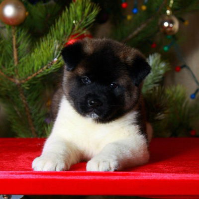 Машенька Сударева