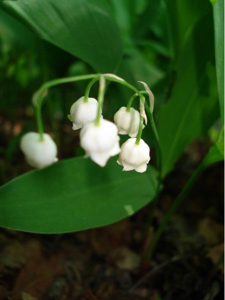 Анна Кузьмина