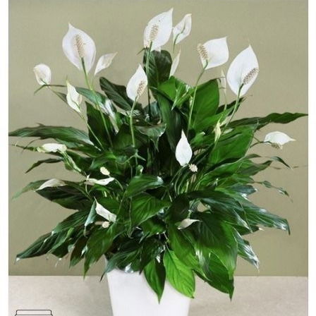 Айжан Шаяхметова