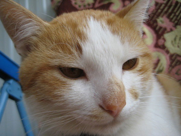 Григорий Куляко