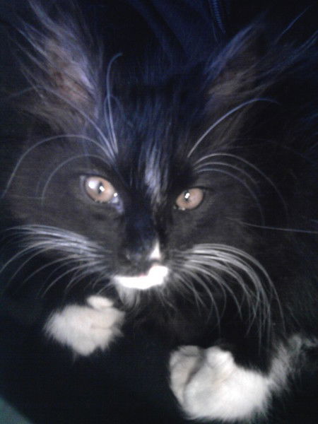 Демьян Аргунов