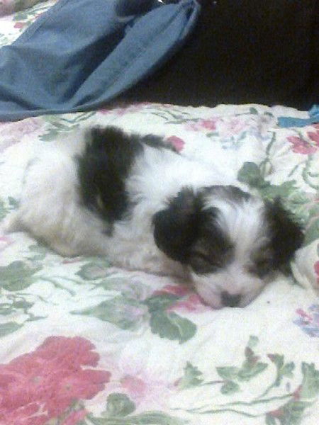 Люба Платонова