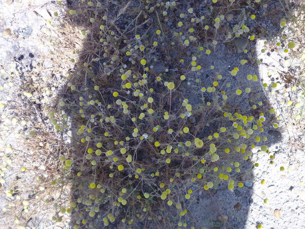 Светлана Токаренко