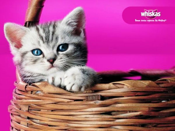 Вероника Пьянова