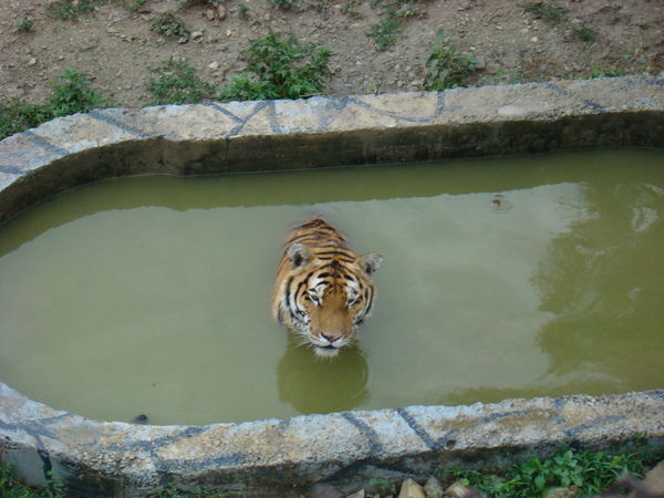 Сергей Горявин