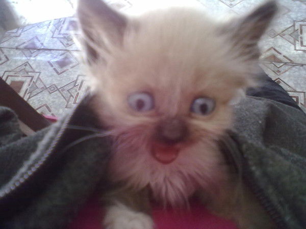 Batimusha Shakhmanova