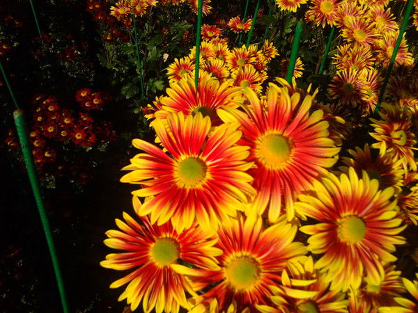 Алевтина Соколенко