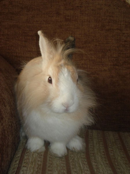 Анна Чедайкина