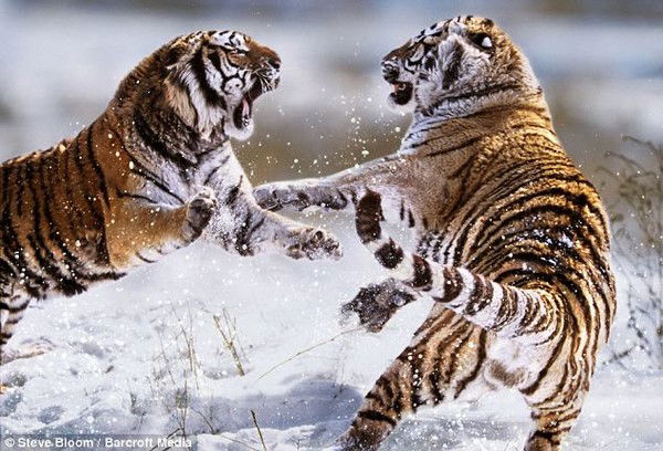 Резеда Смирнова