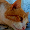 Kitsen Auf Den Dunen