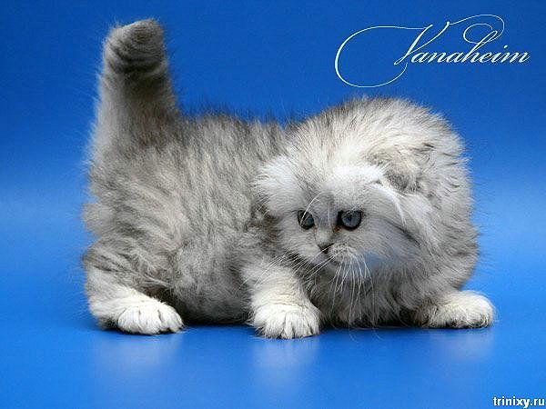 Настя Ширинова