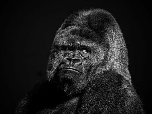 Константин Щегольков