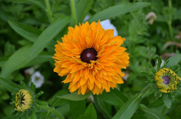 Александр Семенцев