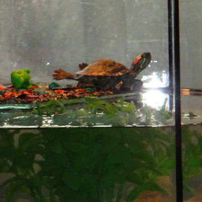 Саша Гуричев