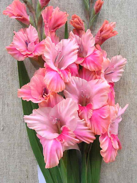 Гульмихрям Имирова