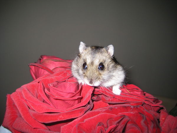 Светлана Лимановская