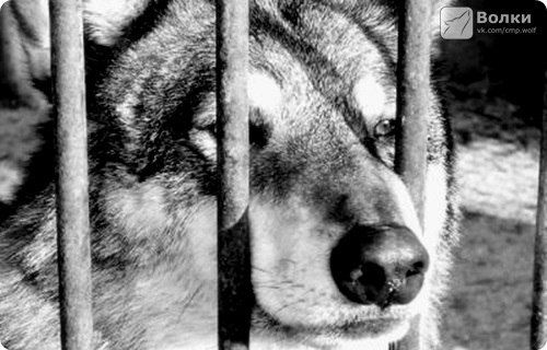 Алексей Добычкин