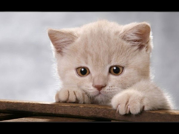 Лена Лена (Бухгалтер По Флп)