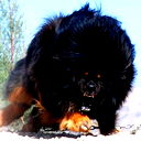 Nik Kazak