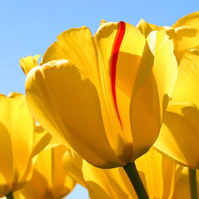 Наташа Крамаренко