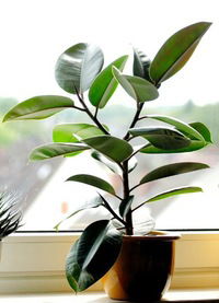 Тая Величко