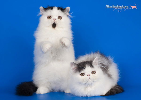 Оксана Макеева