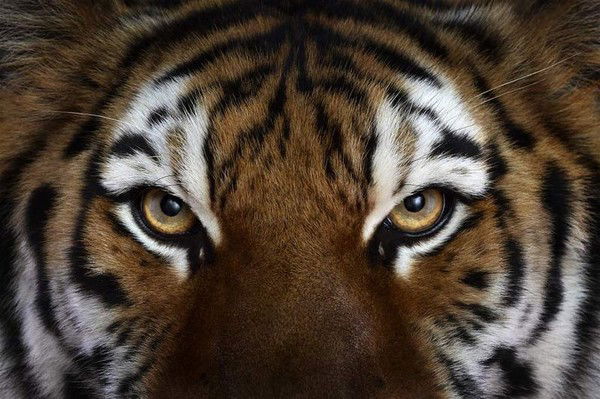 Алексей Фатеев