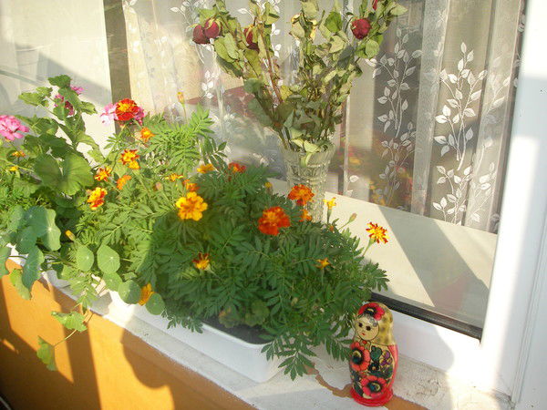 Анжелика Анжелика