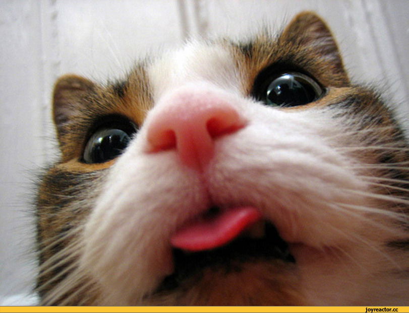 Дмитрий Макаров