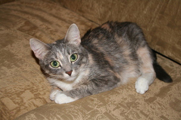 Алексей Цветков