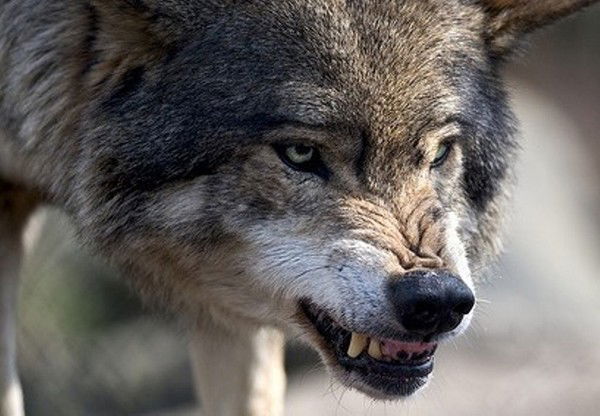 $_Юра Волков_$