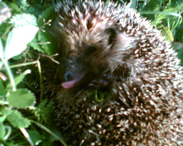 Айрат Аюпов