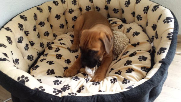 Лиса Алисовна