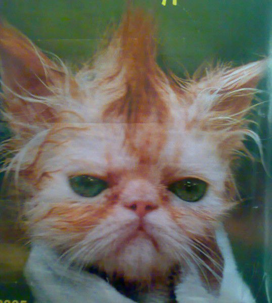 Сергей Абрамов