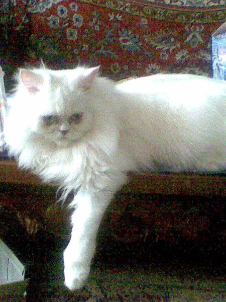 Елена Постовалова