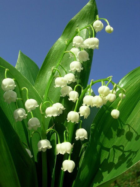 Галия Хисамутдинова