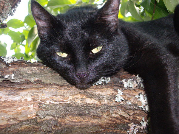 Денис Задерей