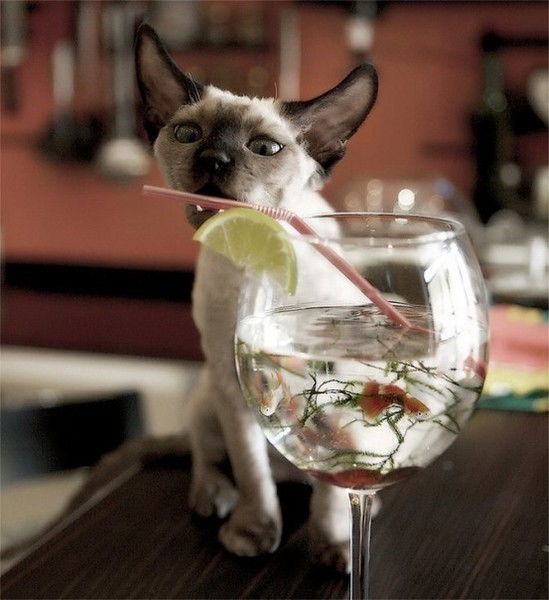 Александр Пасат