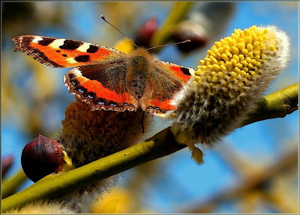 Оля Цапкивская