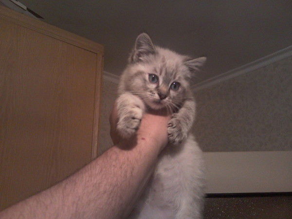 Алексей Черниенко