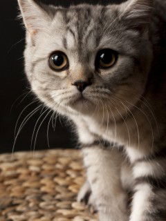 София Александрова