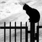 Биара Биара