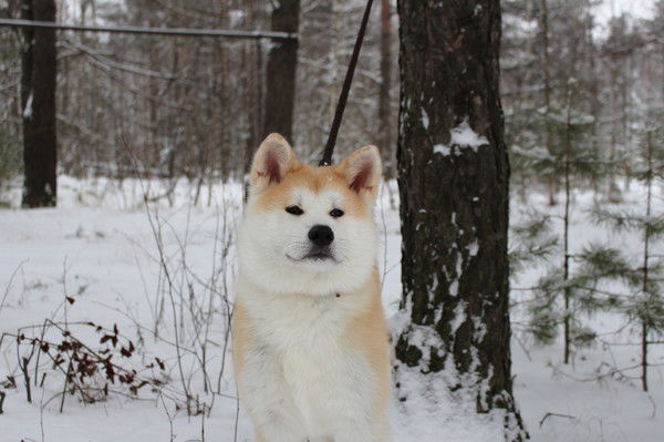 Руслан Катков