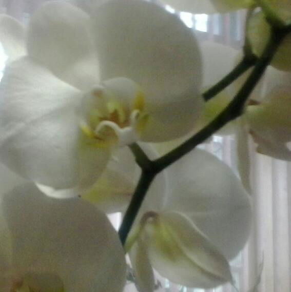 Алтын Умарова