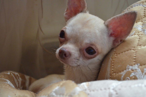 Светлана Поженская