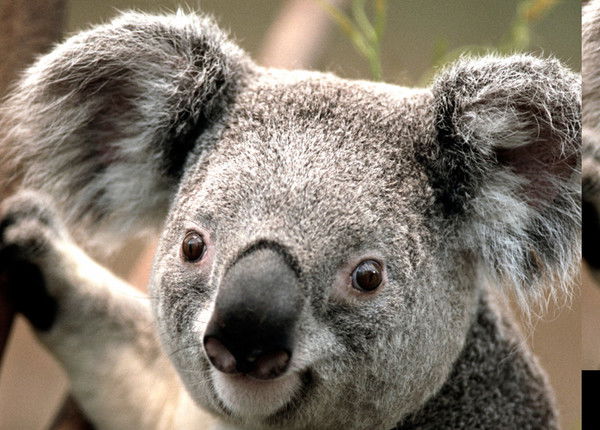 Людмила Алексеева