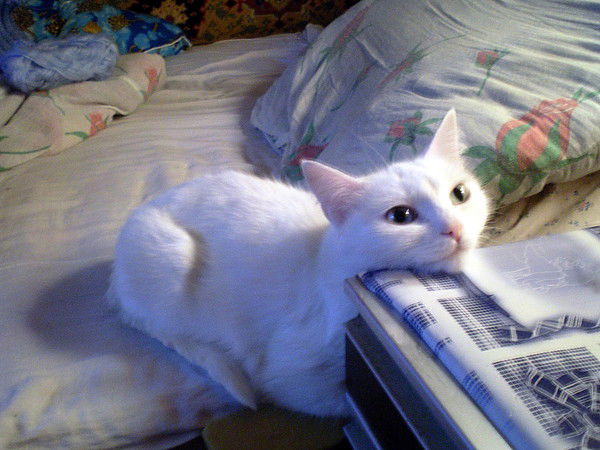 Владимир Быков