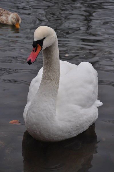 Розница Белая Дача